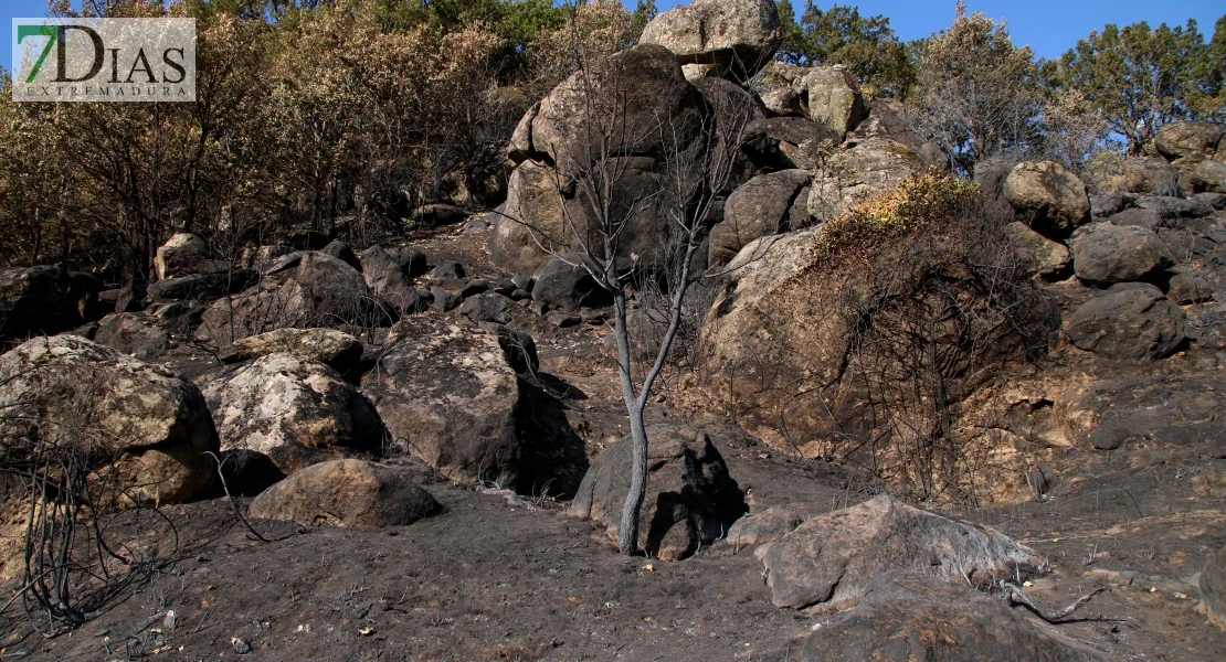 Así se encuentra uno de los pueblos afectados por el incendio de Jarilla: "Volverás a florecer"