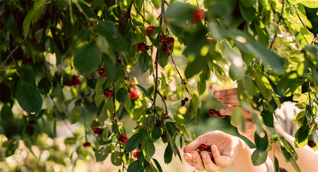 Agricultores sin cobrar: la Junta incumple plazos europeos en las ayudas al ovino y la cereza