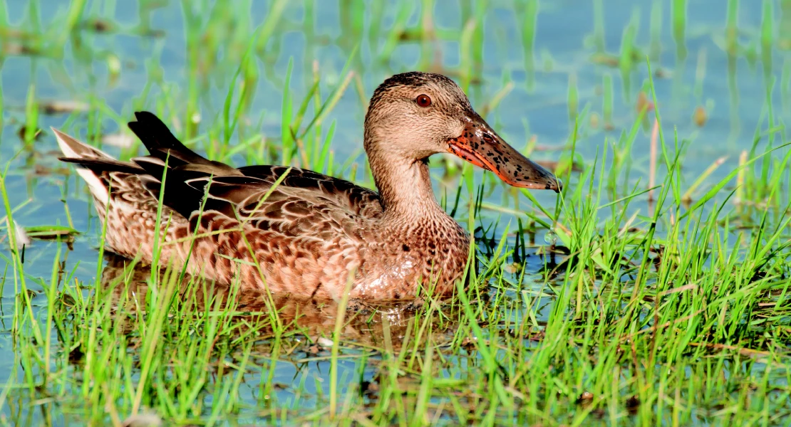 El cambio de cultivo en arrozales de Extremadura "provocará la desaparición de aves protegidas"