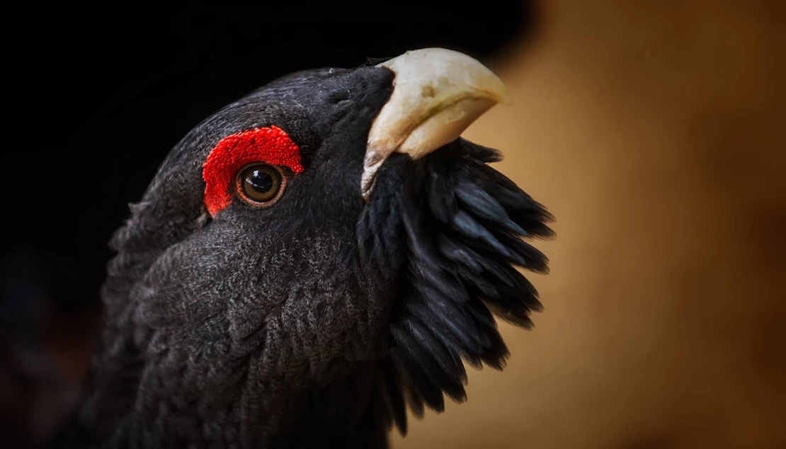 Extremadura es la comunidad con más aves afectadas por los incendios