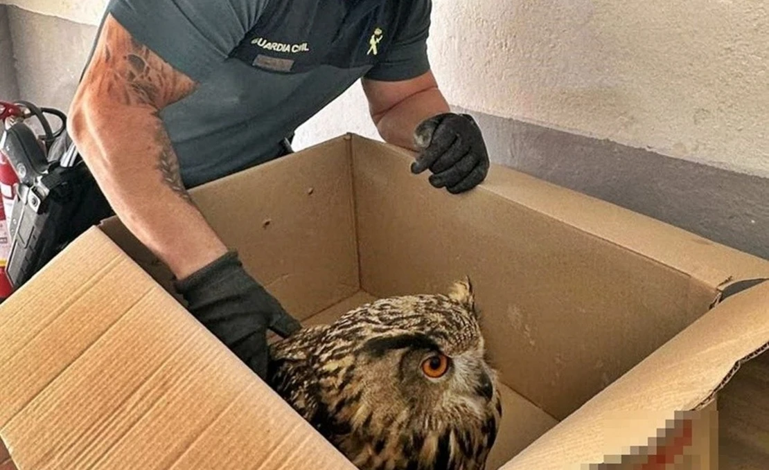 La Guardia Civil auxilia a un Búho Real en un pueblo extremeño