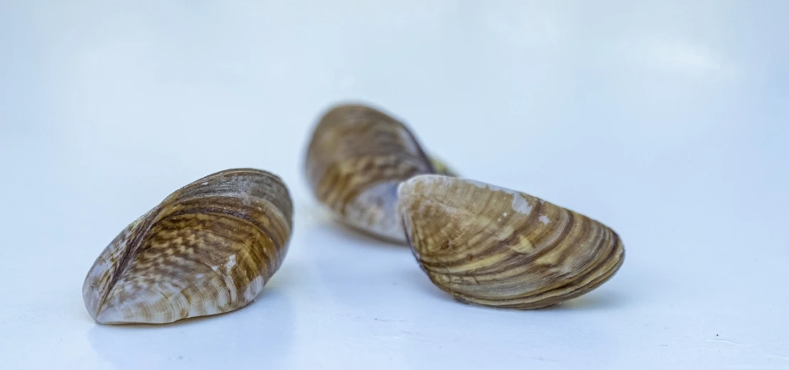 Realizan seguimiento de esta especie invasora en el Guadiana para evitar propagaciones