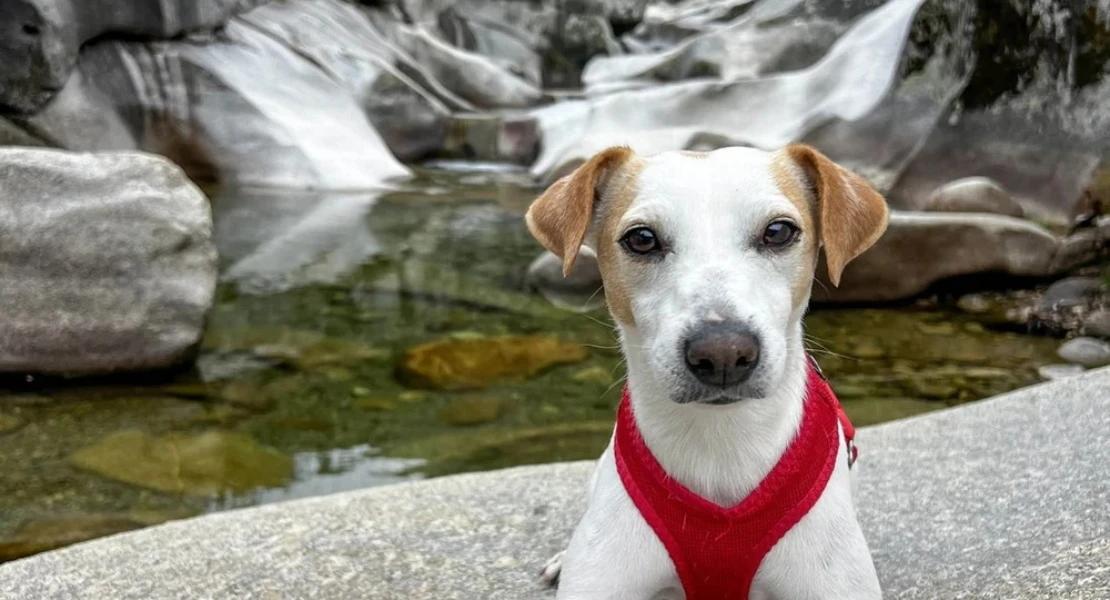 Pipper, el perro turista influencer, recorrerá ocho nuevos destinos extremeños