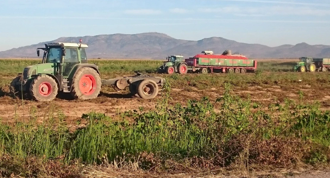 La campaña del tomate en Extremadura se salda con pérdidas millonarias para los agricultores