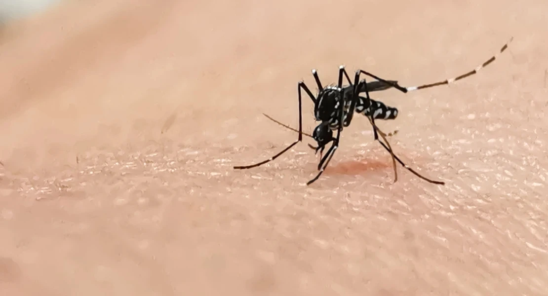 Aprobado el cuarto Plan de Control de Mosquitos en Vegas Altas