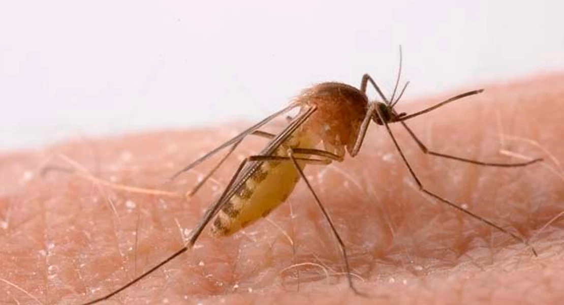 El SES confirma dos nuevos casos de fiebre del Nilo Occidental en Extremadura