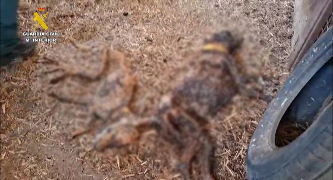 PACMA convoca una concentración en Azuaga por la muerte de 32 perros de caza