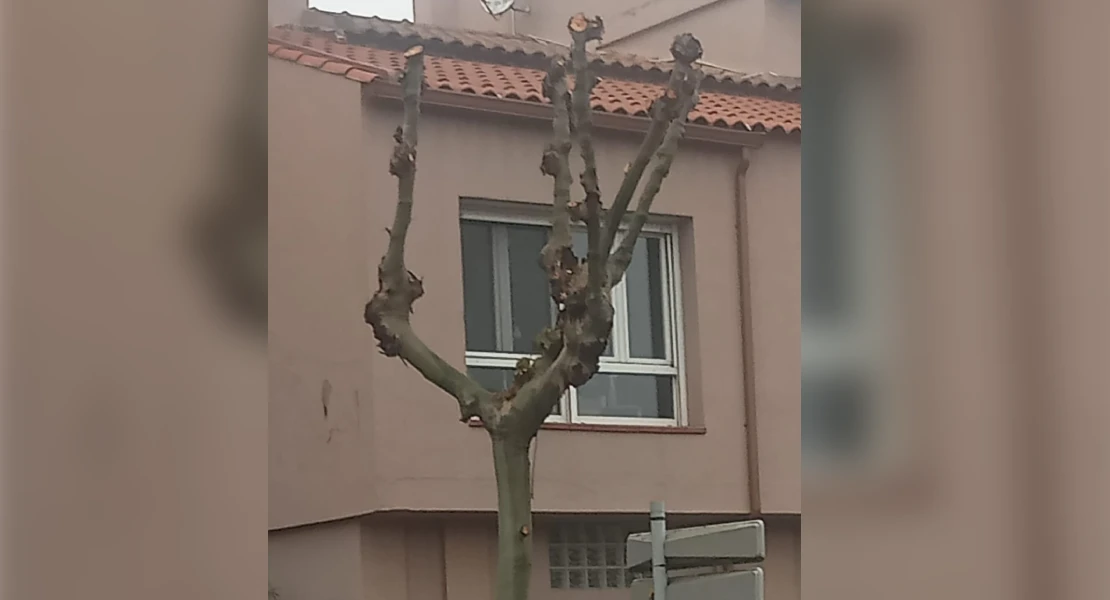 Tachan de "maltrato" la gestión de la poda de árboles en Mérida
