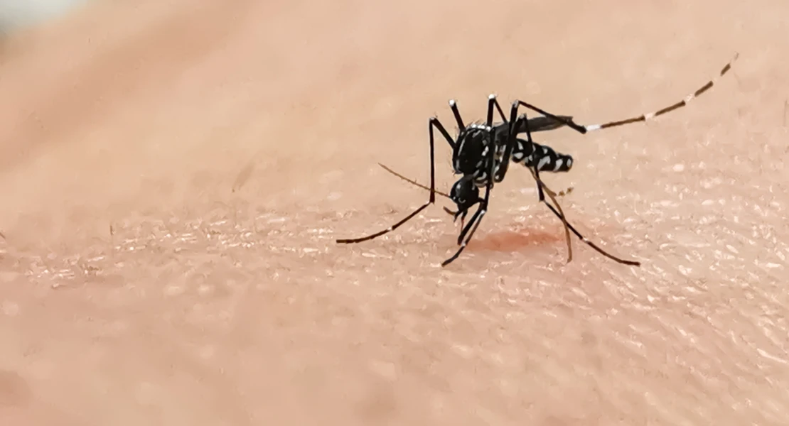 Detectan mosquitos invasores en Badajoz, Cáceres y otras localidades extremeñas