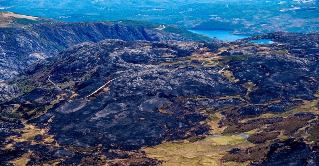 Piden prohibir la caza en las zonas asoladas por los incendios