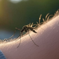 Dos nuevos casos de fiebre del Nilo elevan a 15 los detectados en Extremadura