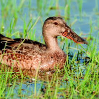 El cambio de cultivo en arrozales de Extremadura "provocará la desaparición de aves protegidas"