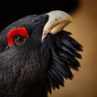 Aves emblemáticas y una gran biodiversidad: la dura factura de los incendios en Extremadura