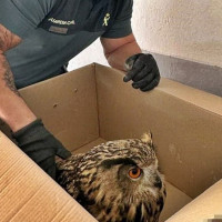 La Guardia Civil auxilia a un Búho Real en un pueblo extremeño