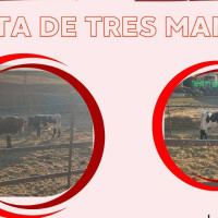 Exigen cancelar un encierro infantil en un pueblo de Badajoz