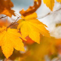 Llega el otoño a Extremadura con descenso de temperaturas tras un verano de calor extremo
