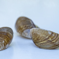 Realizan seguimiento de esta especie invasora en tres embalses del Guadiana