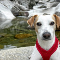 Pipper, el perro turista influencer, recorrerá ocho nuevos destinos extremeños