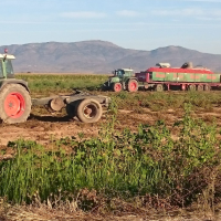 La campaña del tomate en Extremadura se salda con pérdidas millonarias para los agricultores