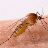 El SES confirma dos nuevos casos de fiebre del Nilo Occidental en Extremadura