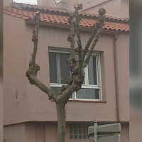 Tachan de "maltrato" la gestión de la poda de árboles en Mérida