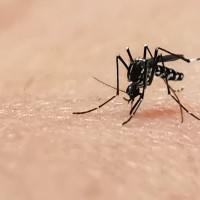Detectan mosquitos invasores en Badajoz, Cáceres y otras localidades extremeñas