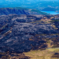 Piden prohibir la caza en las zonas asoladas por los incendios