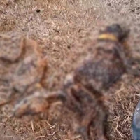 Piden aumentar las penas por maltrato animal tras la muerte de 32 perros en Azuaga