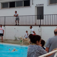 Gran acogida en Ribera del Fresno para el primer ‘Día de las Mascotas’ en la piscina municipal