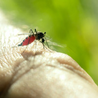 Fallece otra persona por fiebre del Nilo en Extremadura y hay un nuevo caso