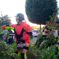 Una rama de gran tamaño cae junto al Instituto Ciudad Jardín de Badajoz
