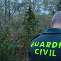 Gran golpe al cultivo de marihuana en la provincia de Cáceres