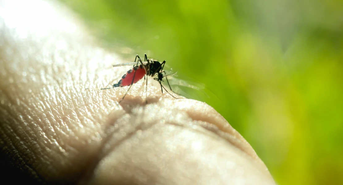 Fallece otra persona por fiebre del Nilo en Extremadura y hay un nuevo caso