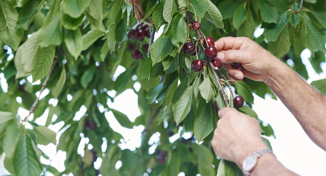 Agricultores extremeños acusan a la Junta de discriminación en el reparto de las ayudas