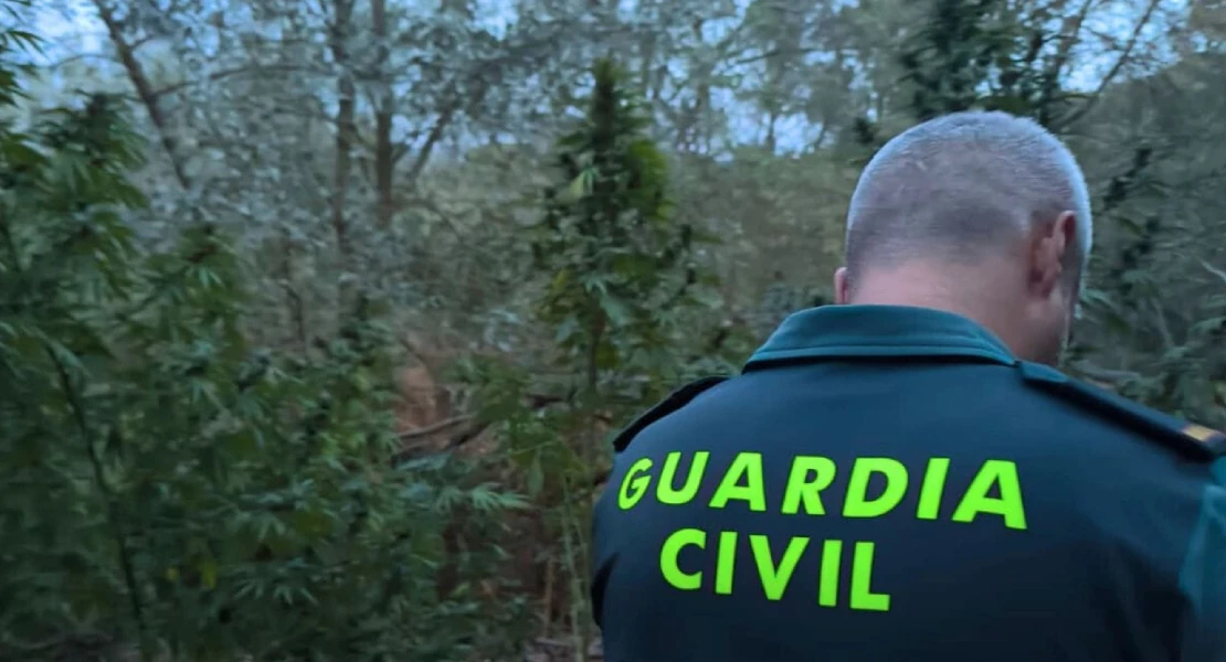 Gran golpe al cultivo de marihuana en la provincia de Cáceres