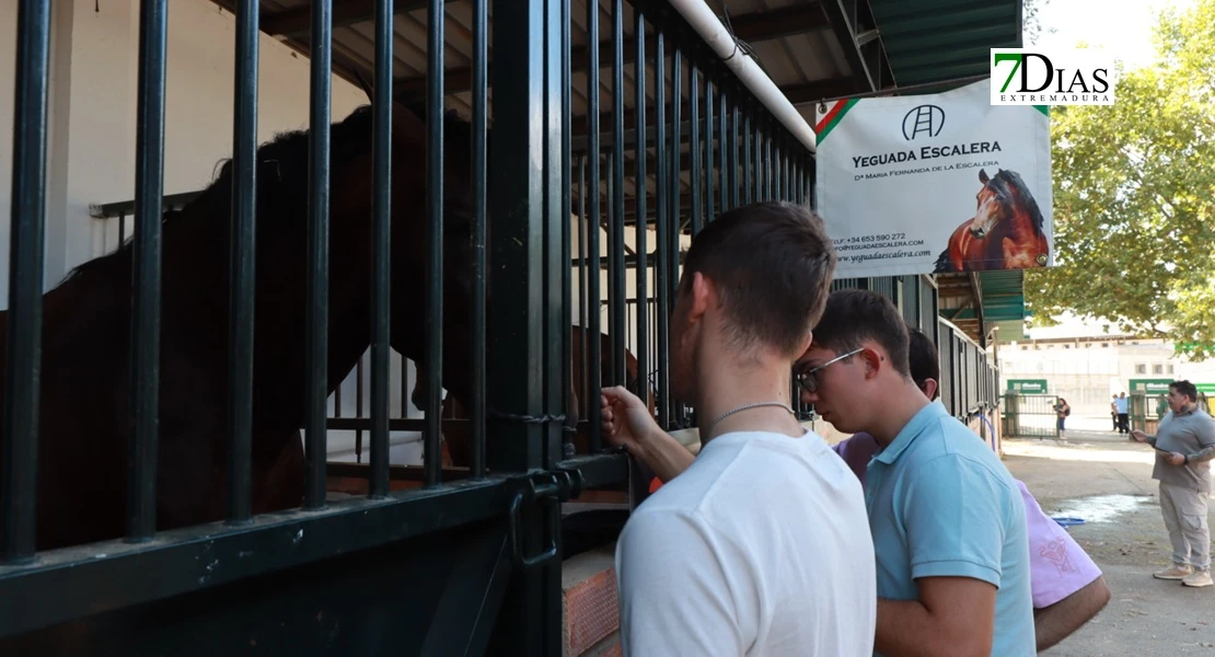 Zafra en el punto de mira nacional gracias a su Feria Internacional Ganadera