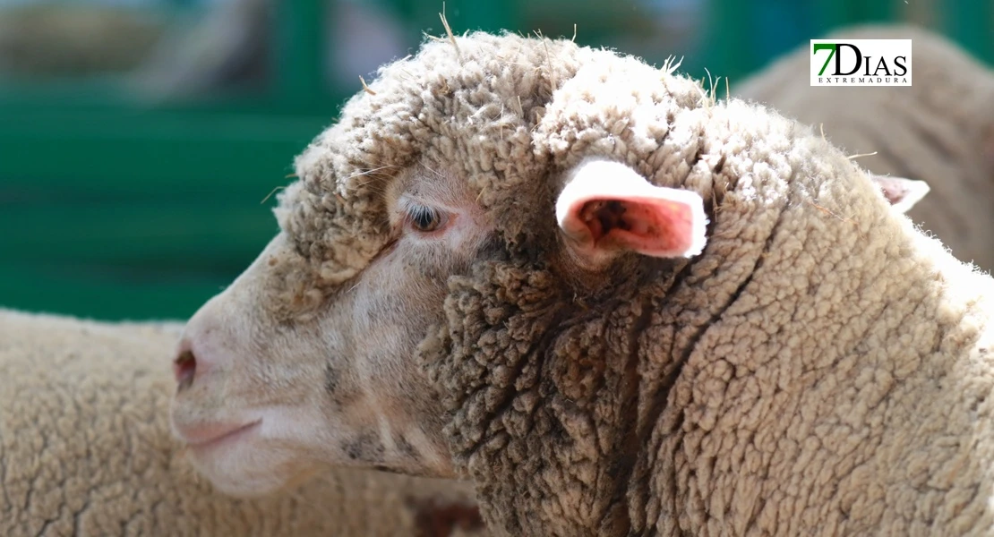 Zafra en el punto de mira nacional gracias a su Feria Internacional Ganadera