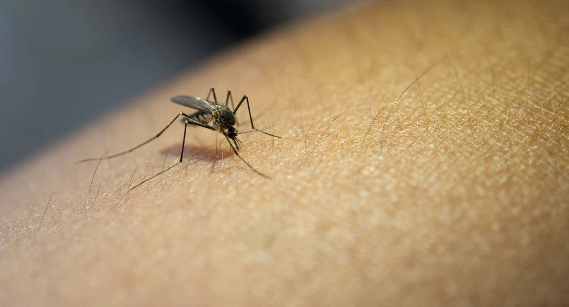 El SES confirma un nuevo fallecido y 22 casos de fiebre del Nilo en lo que va de año