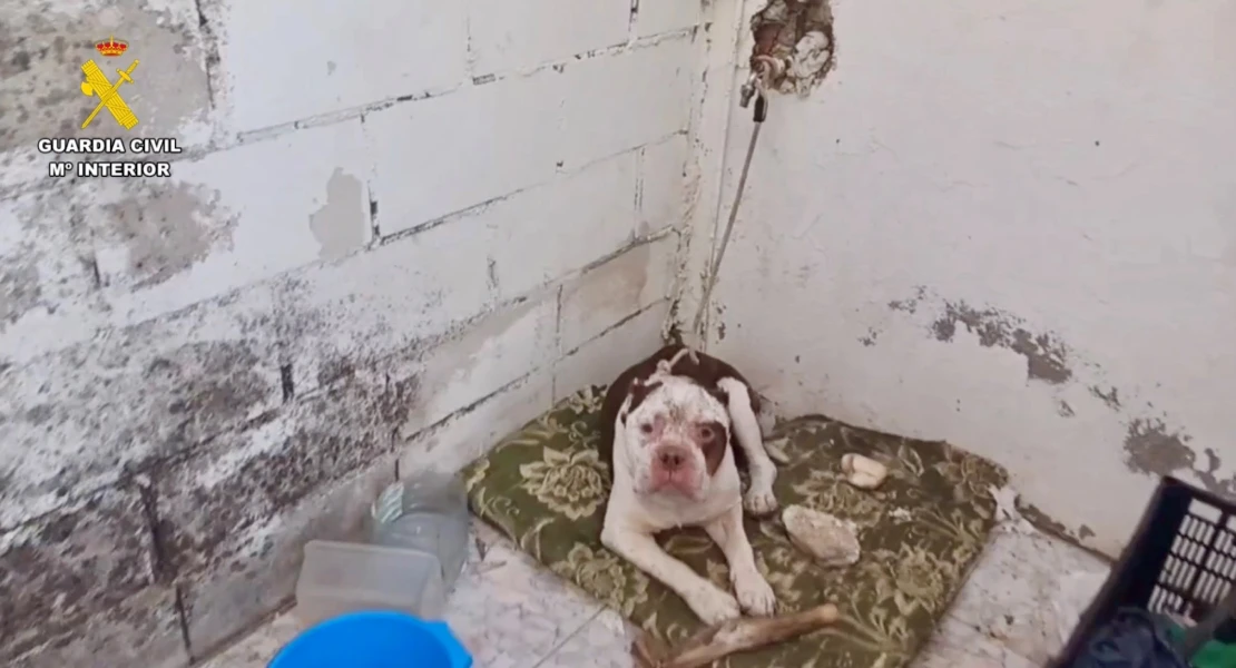 Investigado un joven por maltrato animal tras hallarse un perro atado y sin alimento en Extremadura Investigado un joven por maltrato animal tras hallarse un perro atado y sin alimento en Extremadura