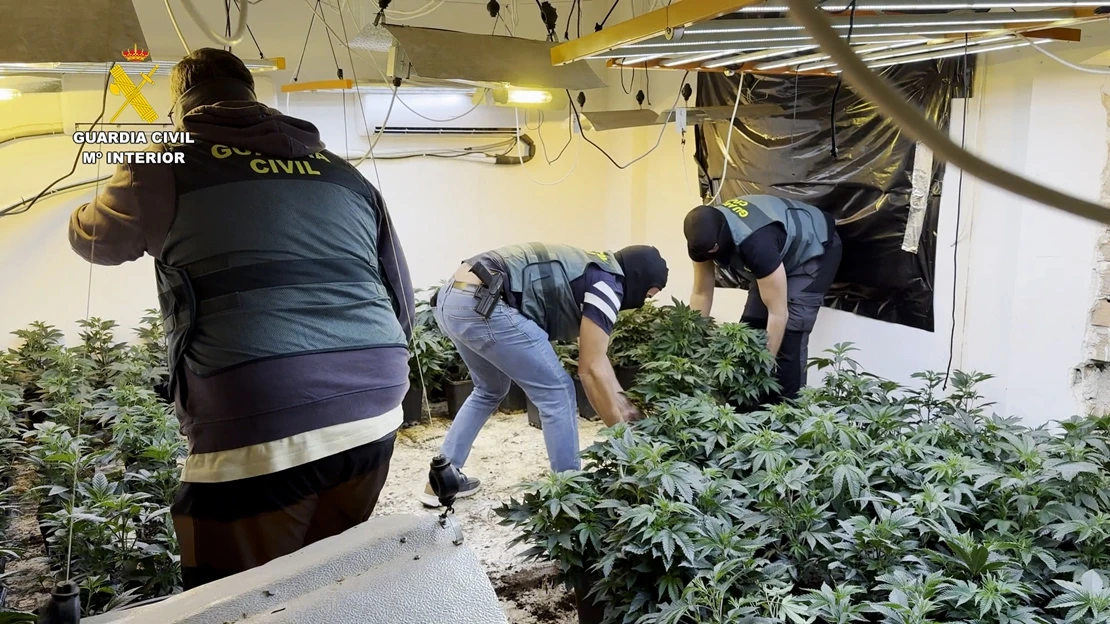 Incautadas cerca de 17.000 plantas de marihuana en una macrooperación