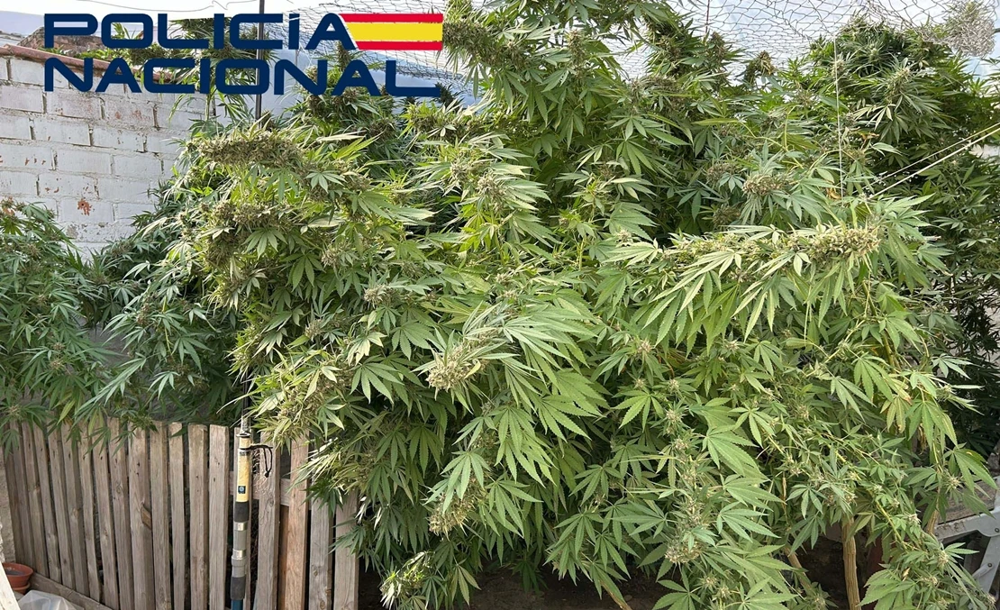 Detenido por tráfico de drogas en Villanueva de la Serena (BA)