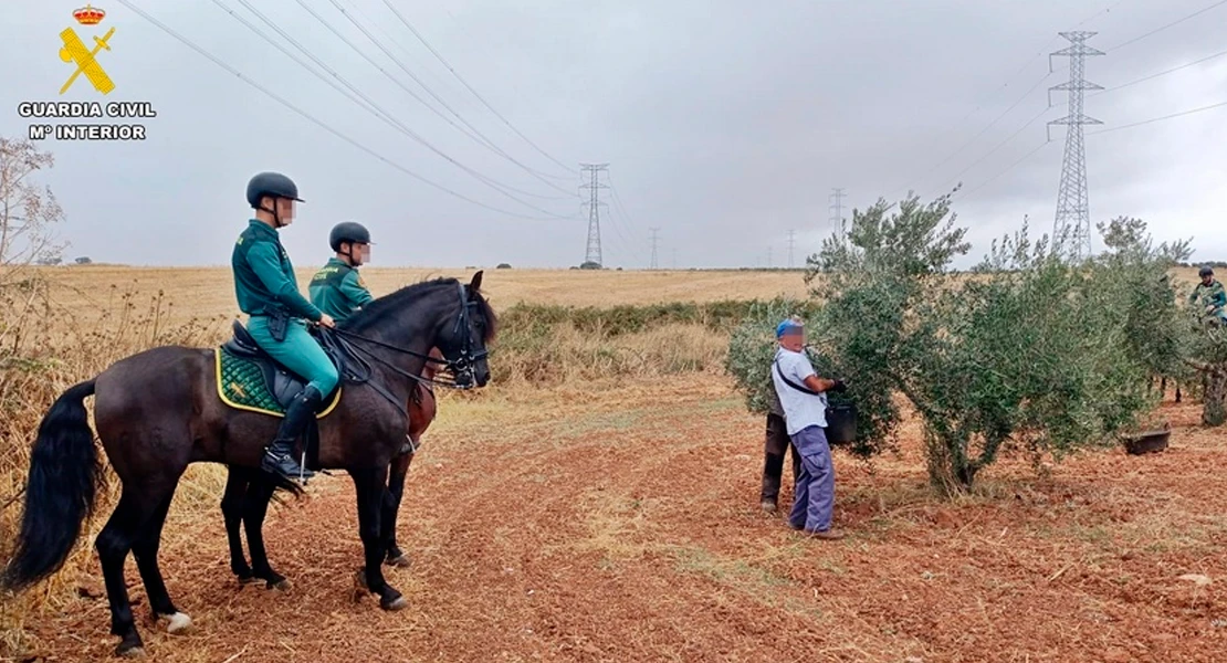 Así actuará la Guardia Civil contra la sustracción de aceitunas en Extremadura Así actuará la Guardia Civil contra la sustracción de aceitunas en Extremadura