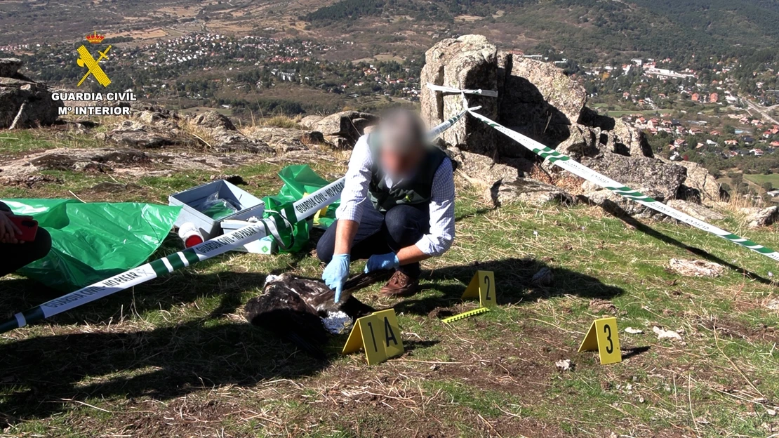 Extremadura dentro de la campaña contra el uso de veneno y caza ilegal: hay detenidos e investigados