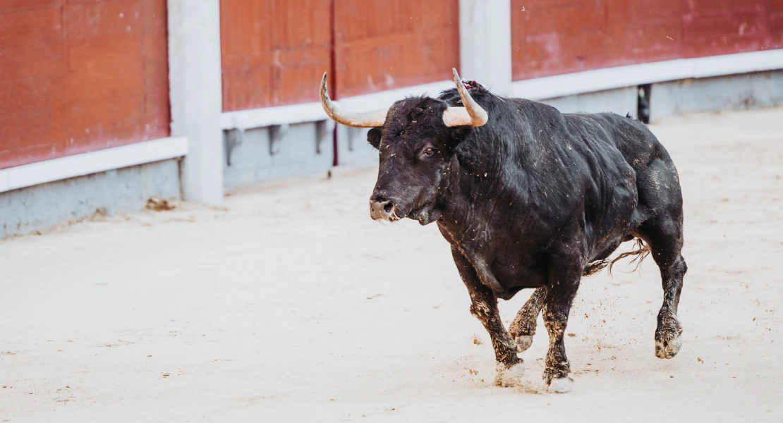 Indignación de PACMA con el Gobierno: “Sin los animales en su agenda, no habrá avances en su defensa”