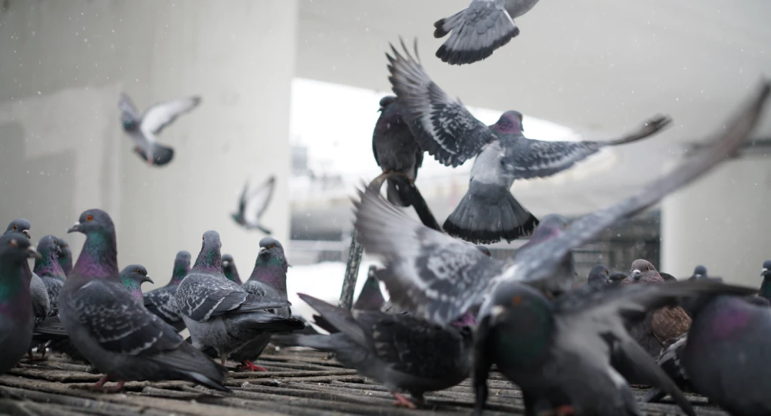 Acusan al Ayuntamiento de Mérida de ocultar un informe del SES sobre la plaga de palomas