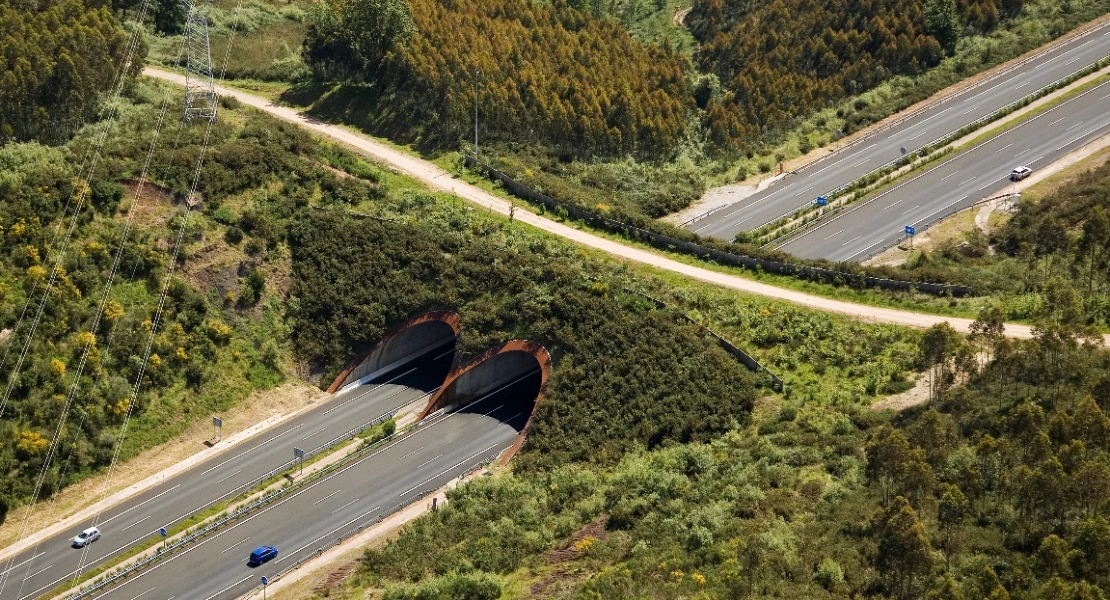 Carreteras seguras también para los animales: La DGT trabaja para proteger a la fauna