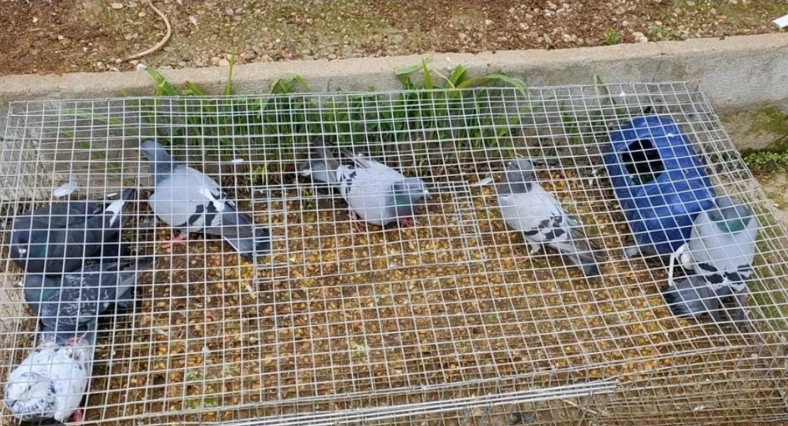Ribera del Fresno recurre a los cazadores para acabar con la sobrepoblación de palomas
