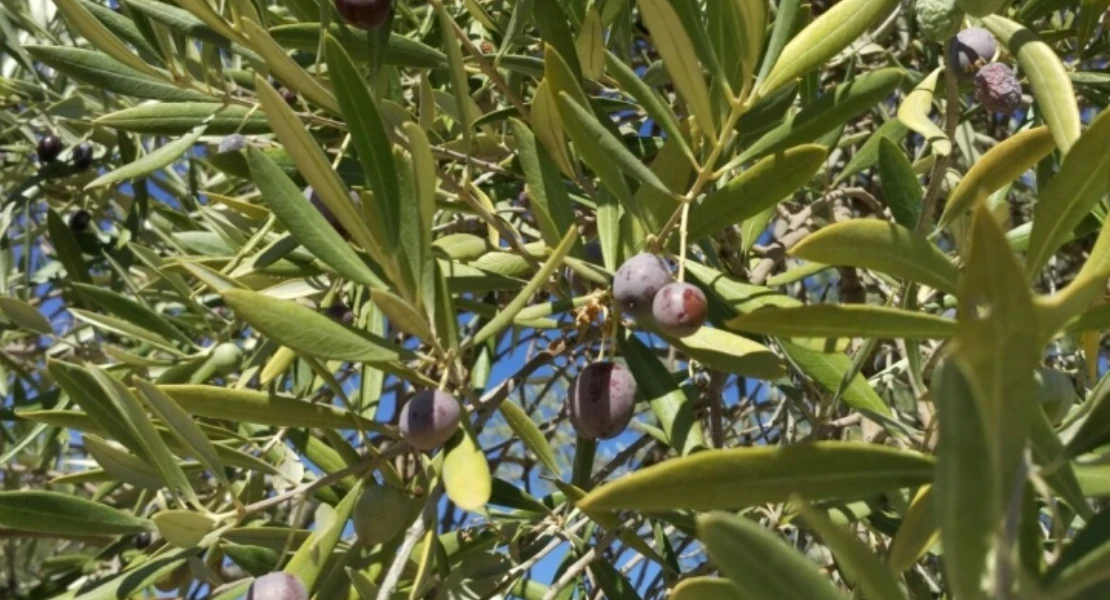 Prevén una mala campaña de aceite en Extremadura: "Llegan las lluvias, pero el daño ya está hecho" Prevén una mala campaña de aceite en Extremadura: "Llegan las lluvias, pero el daño ya está hecho"
