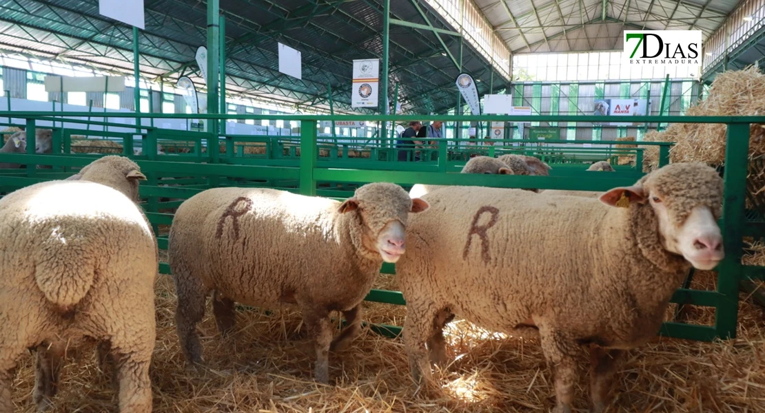 Zafra en el punto de mira nacional gracias a su Feria Internacional Ganadera