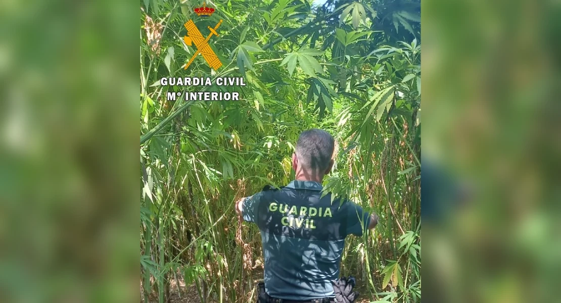 Localizan una plantación de marihuana con plantas de grandes dimensiones en Extremadura Localizan una plantación de marihuana con plantas de grandes dimensiones en Extremadura